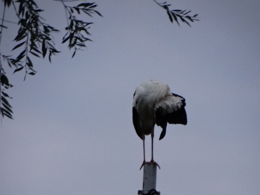 dar toata valea era plina de ele - a-vizitatorii gradinii 2018
