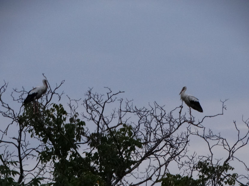  - a-vizitatorii gradinii 2018