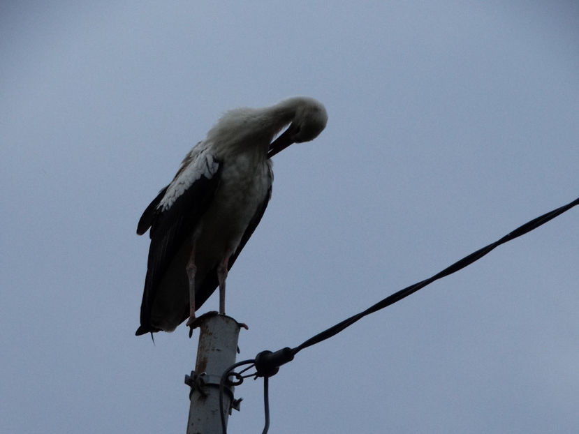  - a-vizitatorii gradinii 2018