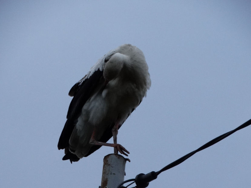  - a-vizitatorii gradinii 2018
