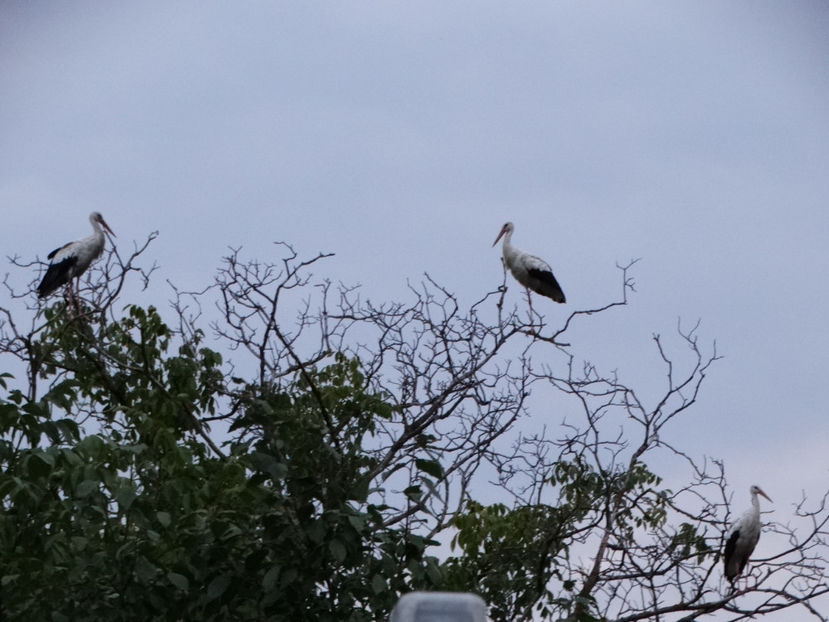 - a-vizitatorii gradinii 2018