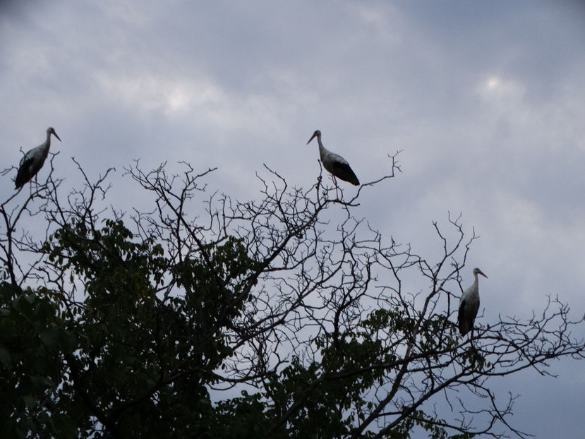  - a-vizitatorii gradinii 2018