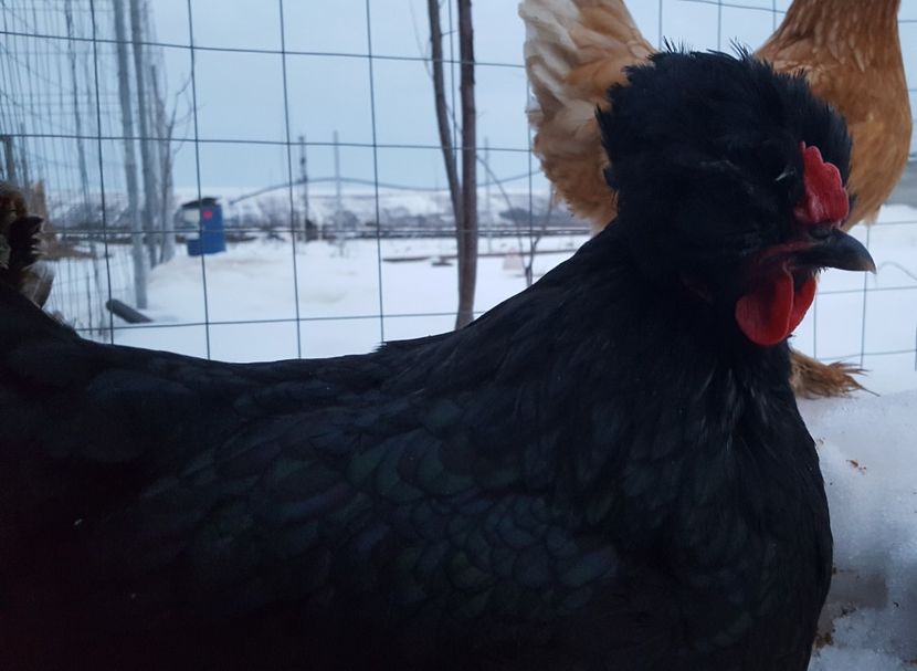  - Moțată Românească 2019