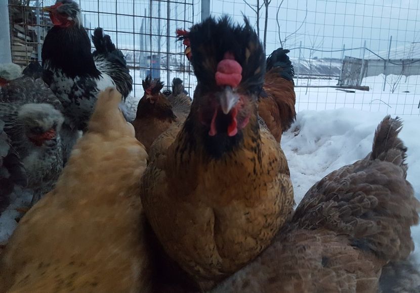  - Moțată Românească 2019