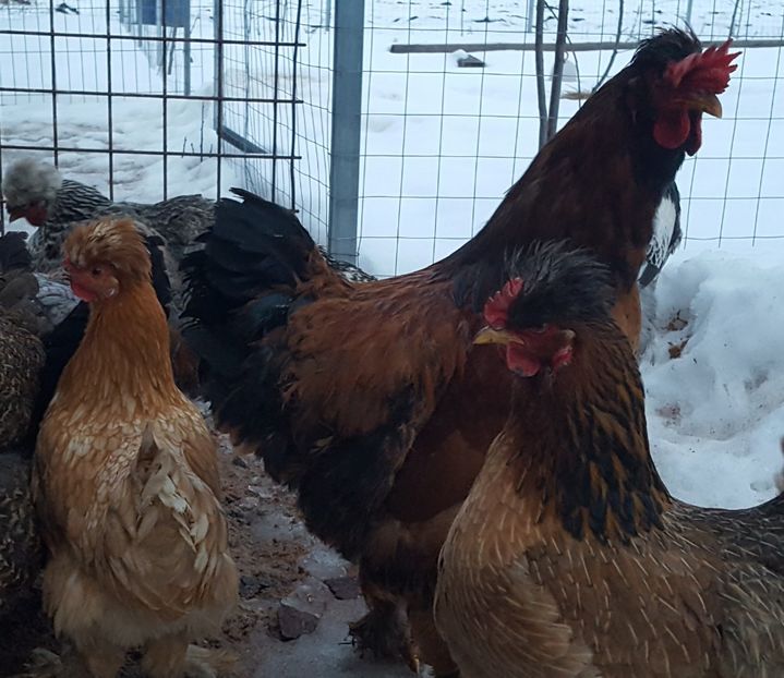  - Moțată Românească 2019