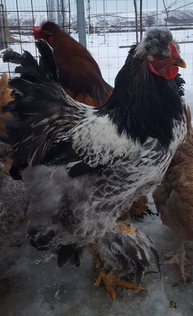  - Moțată Românească 2019