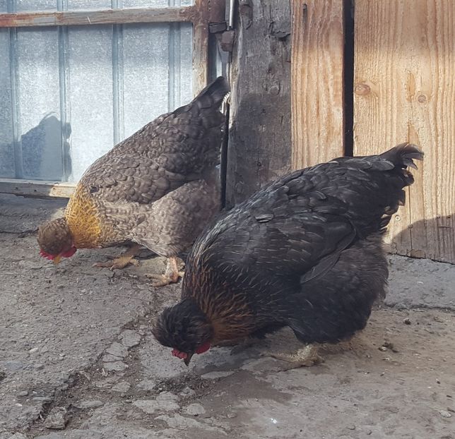  - Moțată Românească II 2019