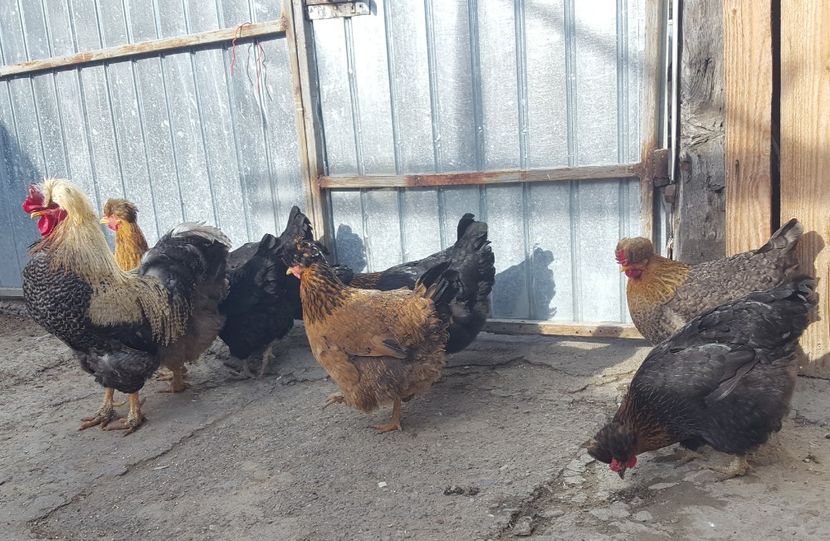  - Moțată Românească II 2019