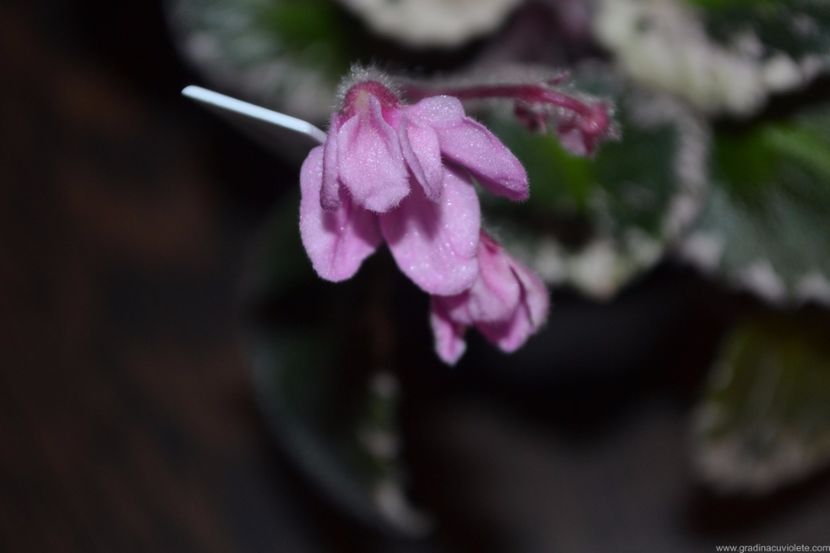 Senk s Springtime Wasp - Senk s Springtime Wasp