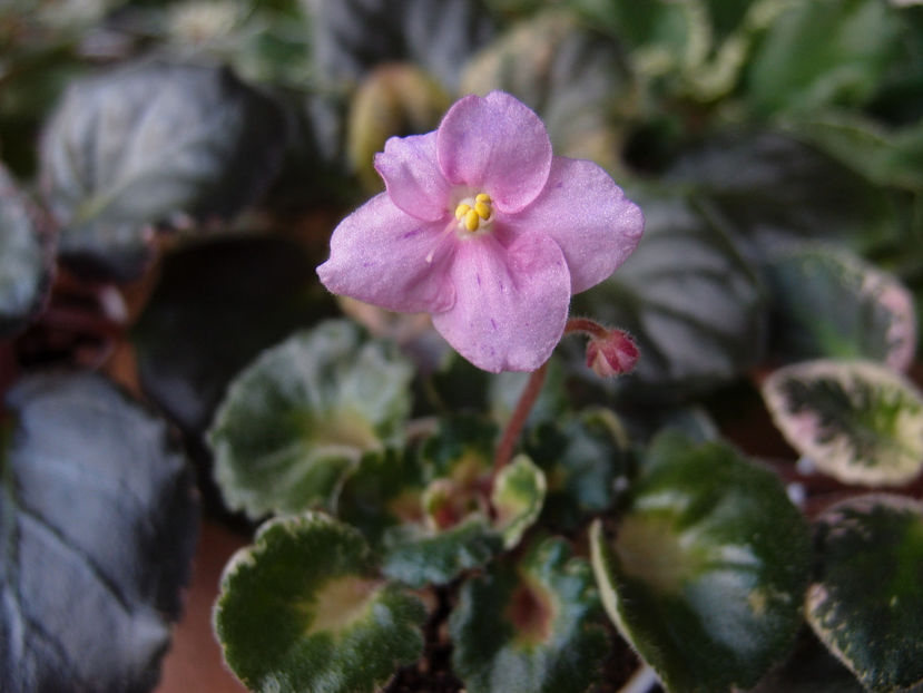 Shirls Freckled Face - a a Ghiceste varietatea
