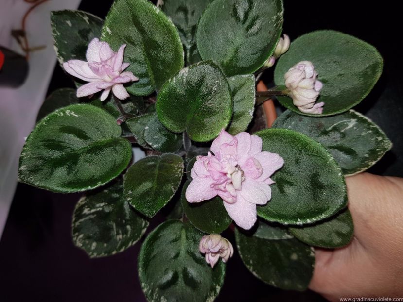 LE - Lullaby - LE - Lullaby