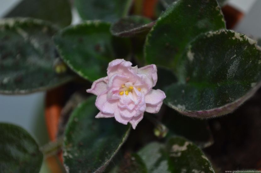 LE - Lullaby - LE - Lullaby