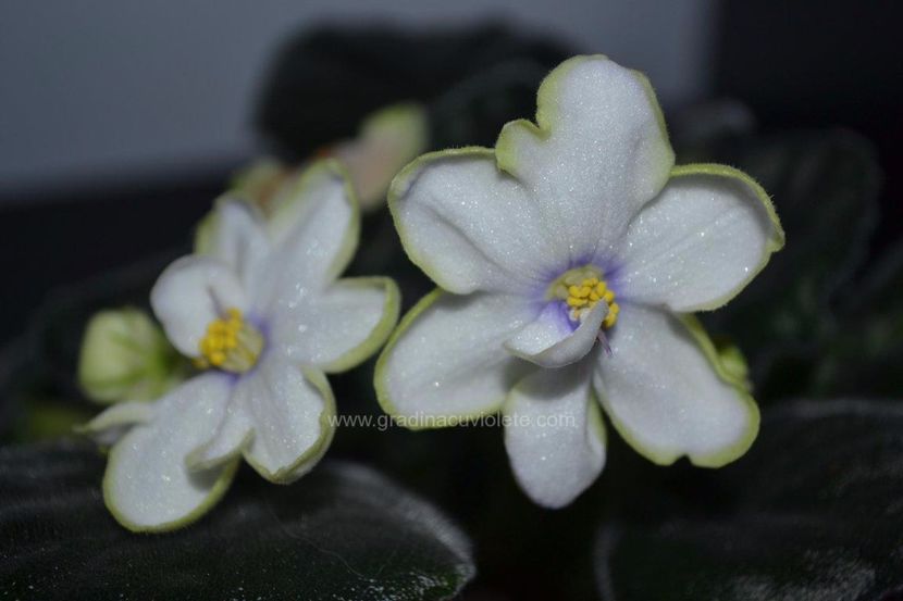 RS-Islandiya - RS-Islandiya