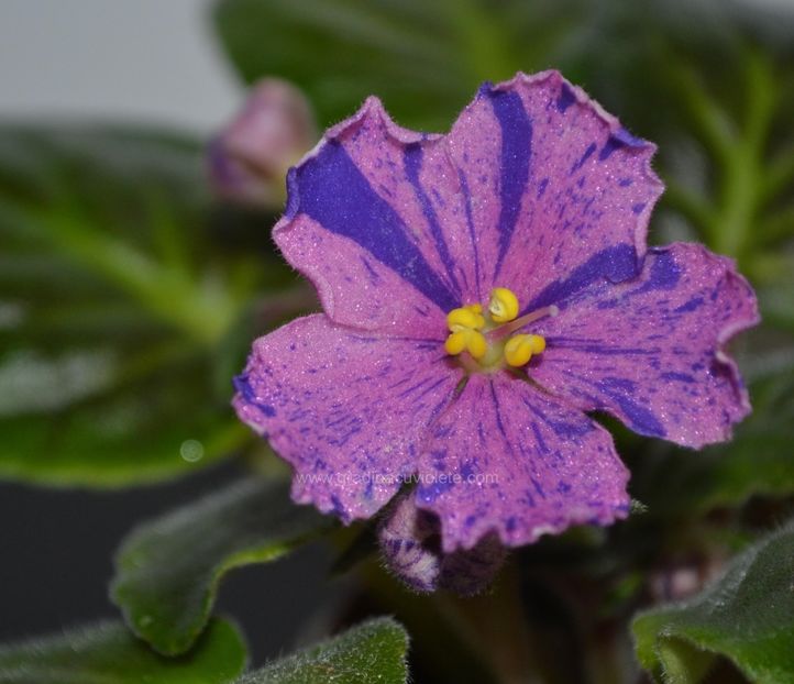 VV - Salamandra - VV - Salamandra