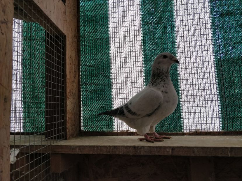 9 - Pui voiajor standard 2018 si maturi