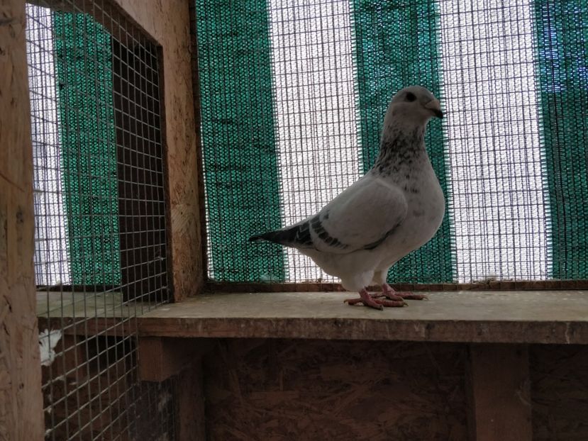 10 - Pui voiajor standard 2018 si maturi