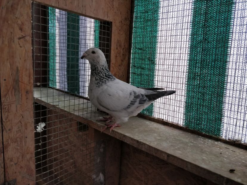 11 - Pui voiajor standard 2018 si maturi