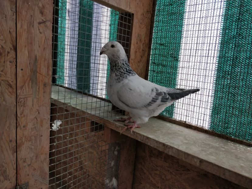 12 - Pui voiajor standard 2018 si maturi