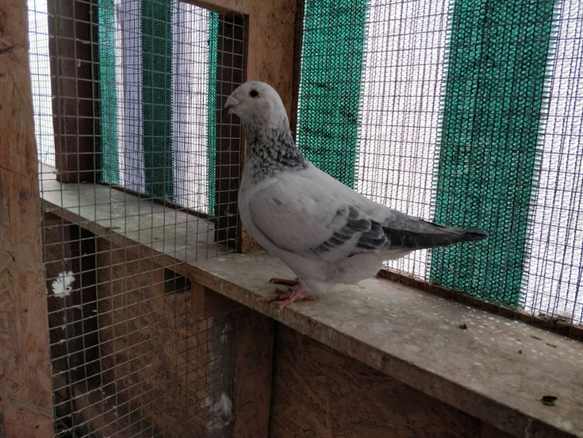 14 - Pui voiajor standard 2018 si maturi