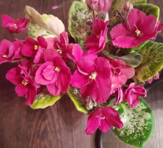 Mac s Just Jeff - Mac s Just Jeff