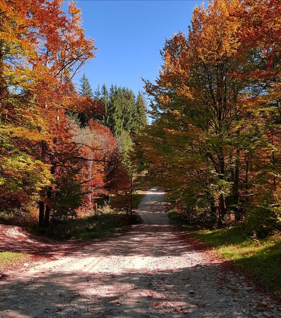  - 06 - Cheia - Muntele Roșu - nov 2018