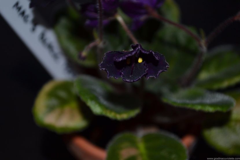 Mac s Basic Black with pearls - Mac s Basic Black with pearls