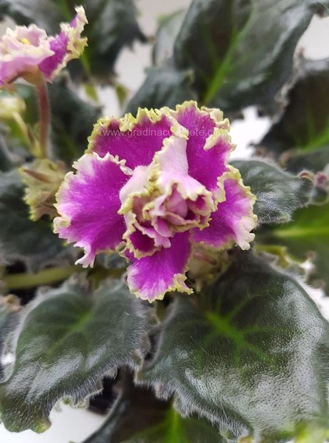 LE Esmeralda - LE-Esmeralda