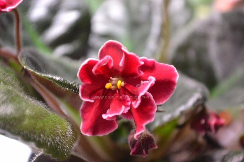 Bob Serbin - Bob Serbin