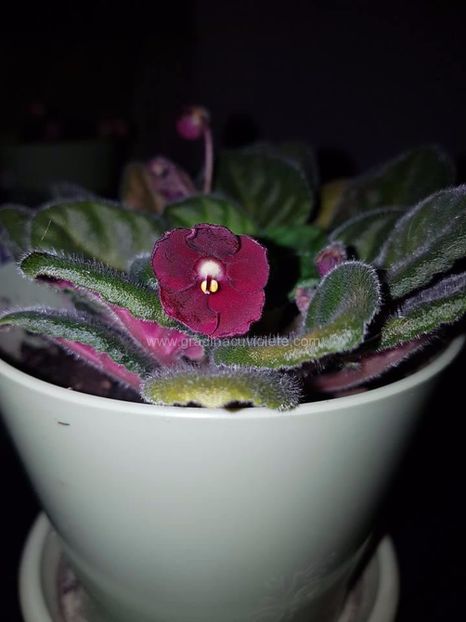 Mac s Black Jack - Mac s Black Jack