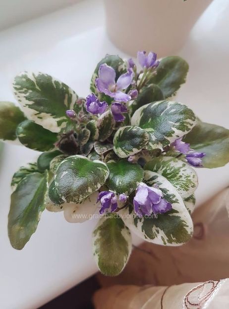 N-Kot Bajun - N-Kot Bajun