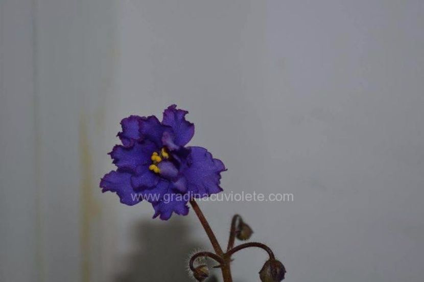 Rare Tapestry - Rare Tapestry