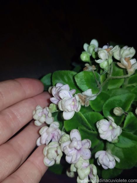 RS - Winter Flower - RS - Winter Flower