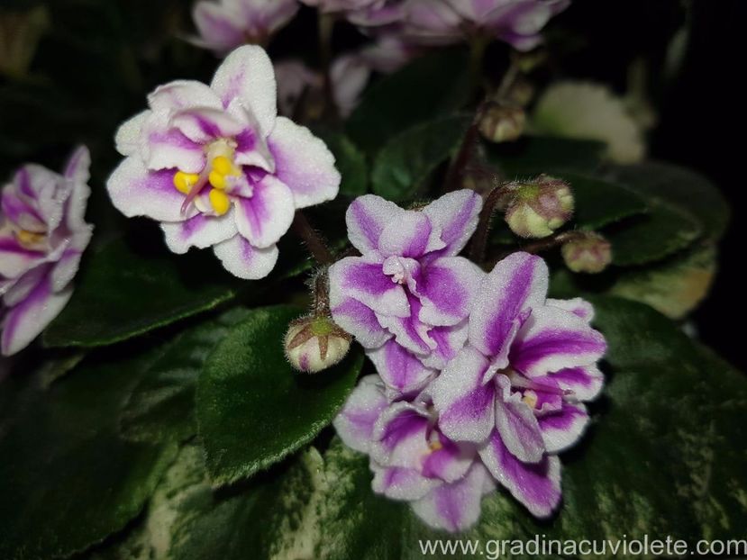 AV - Karamele - AV - Karamele