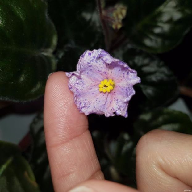 Av - May Wizard - Av - May Wizard