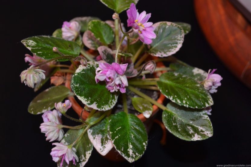 LE - Pink Cascade - LE - Pink Cascade