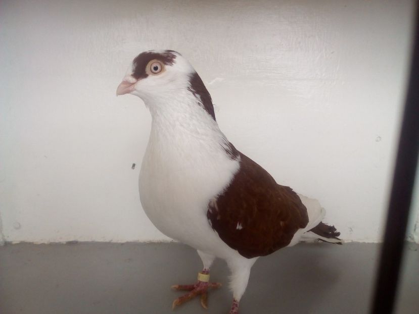  - PORUMBEI CARE MI AU APARTINUT