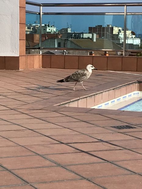 4BFFD8EE-7A62-4279-85A2-42FDFD78E608 - Spania 2018