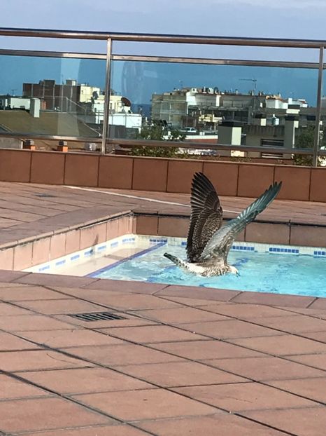 F1B3830C-6B6D-4C00-B6A3-D64FA84D2BDF - Spania 2018