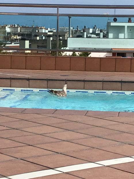 E52BD518-E0DC-4110-B4EC-0B0C5352913F - Spania 2018