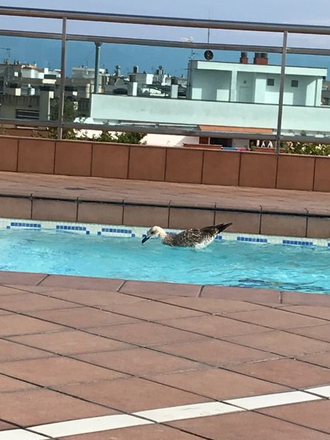 6BE810AF-E5D7-4D66-8EE9-D4CCFC3980A9 - Spania 2018