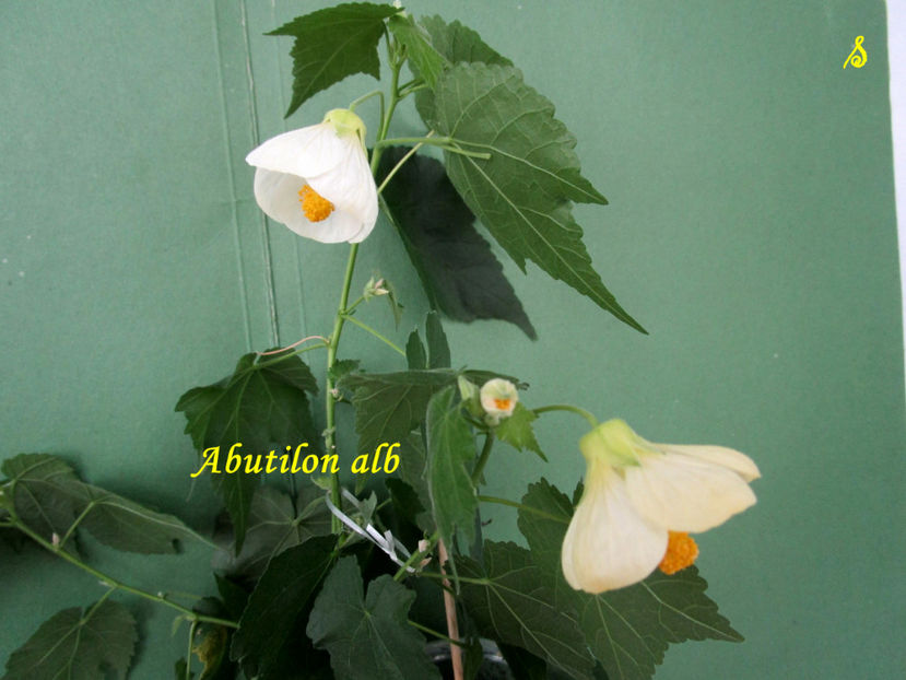 Abutilon alb(11-02-2019) - Abutiloni 2019