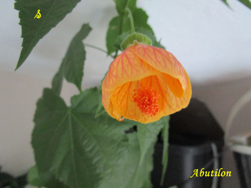 Abutilon caramiziu(11-02-2019) - Abutiloni 2019