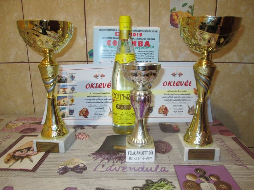 kupák 2019 - EXPO 2019 TG SECUIESC