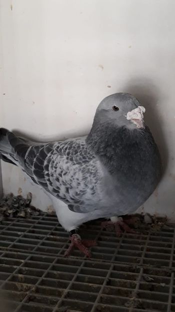 Voievodul - 2016 - 2019 Porumbei Standard Guți