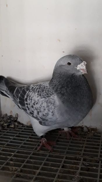 Voievodul - 2016 - 2019 Porumbei Standard Guți