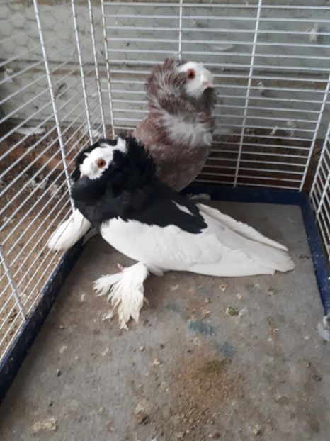  - GULERATI DE BIHOR 2019