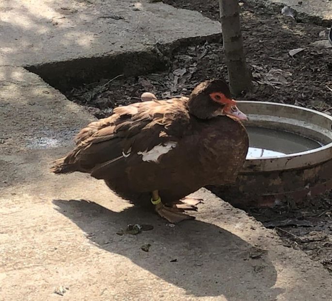 Big mom - 0001 rate lesesti matca 2019 lot 2