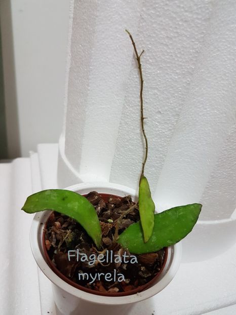  - Flagellata