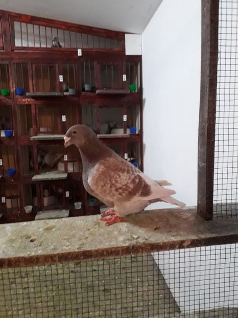  - Câțiva dintre porumbeii mei