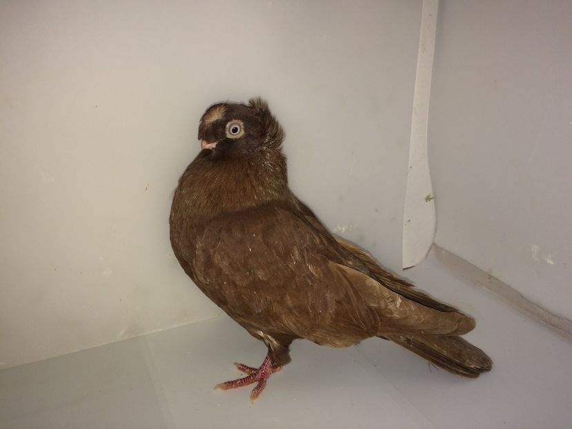 6993  mascul  2018 - 00001 porumbei dragi mie arhivă